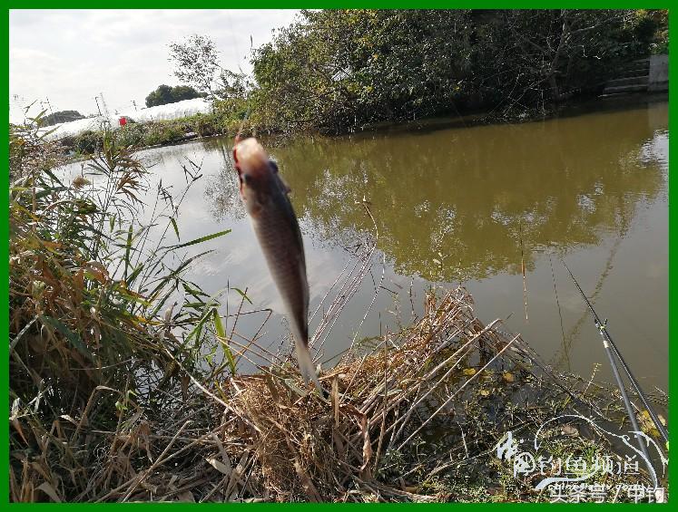 爽钓渔具,爽钓黄金版