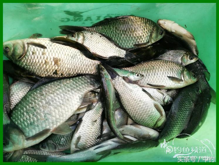 爽钓渔具,爽钓黄金版