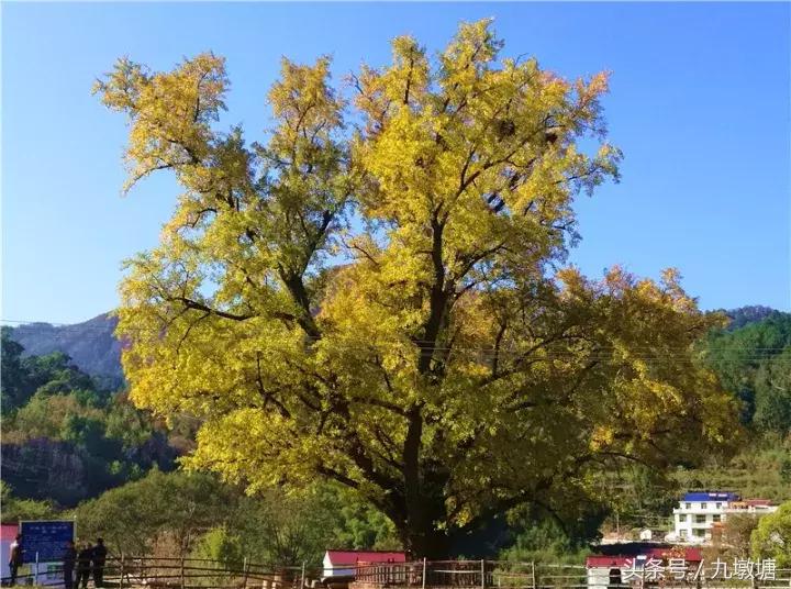 美醉了！了不起的金寨