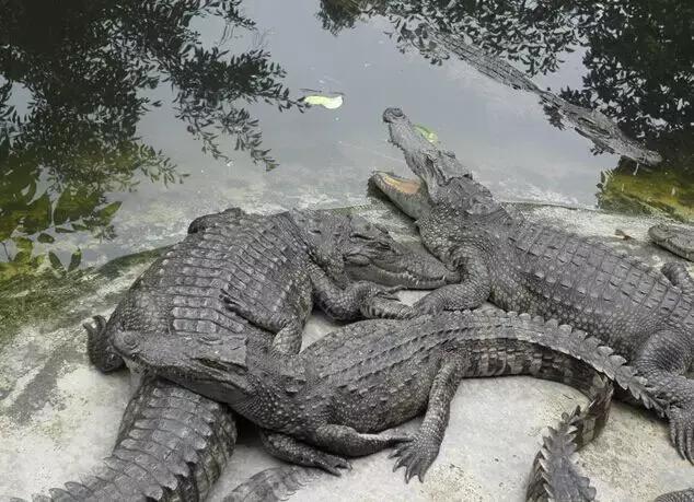 佛山地中海式《三水綠湖溫泉度假村》