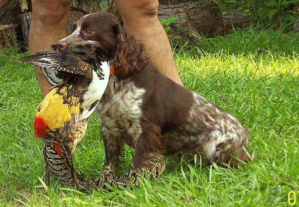 英国可卡犬名字大全集,萌宠狗狗英国可卡犬