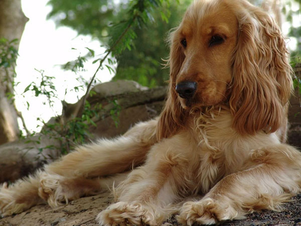 英国可卡犬名字大全集,萌宠狗狗英国可卡犬