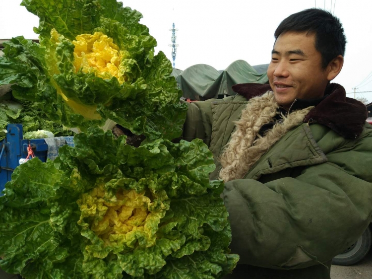 嘉兴批发市场大白菜多少钱一斤,徐州哪里有批发大白菜的