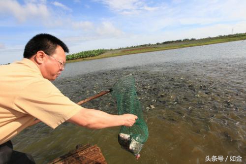 告诉你个懒人养鱼收益高的方法,简述养鱼的基本模式及其发展方向