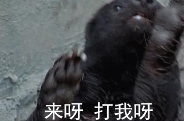 平头哥蜜獾为什么天不怕地不怕,平头哥蜜獾为啥谁也不怕