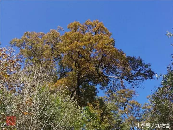 美醉了！了不起的金寨