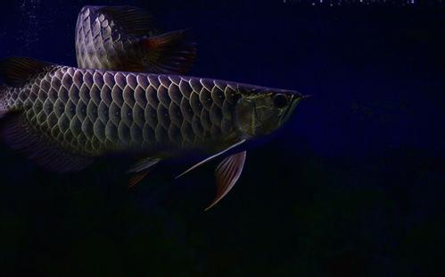 如何饲养龙鱼视频,饲养龙鱼的注意事项视频教程全集