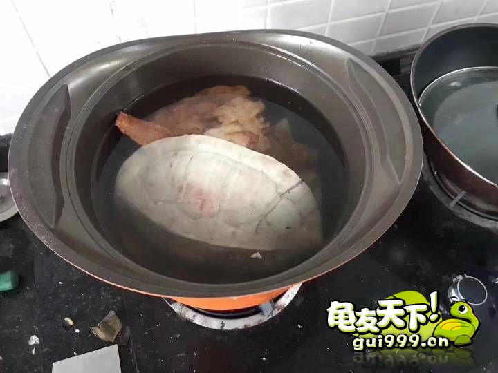 龟市是炒作还是商机好,龟市行情谁操控的