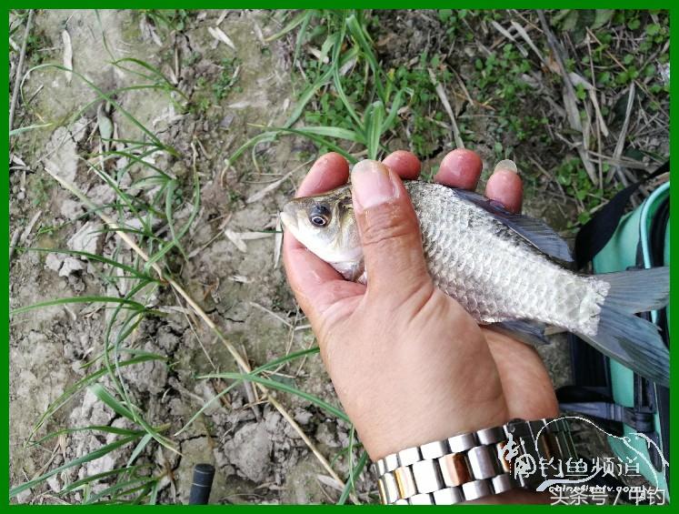 爽钓渔具,爽钓黄金版