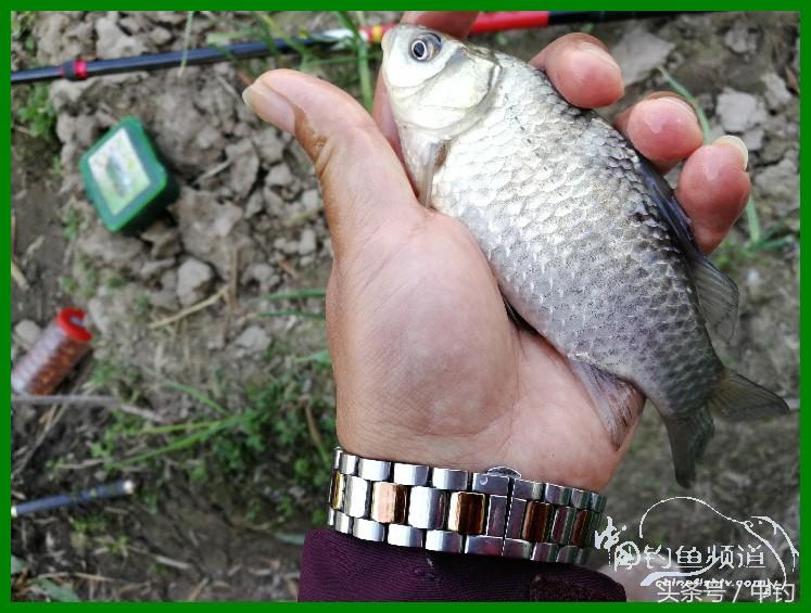 爽钓渔具,爽钓黄金版