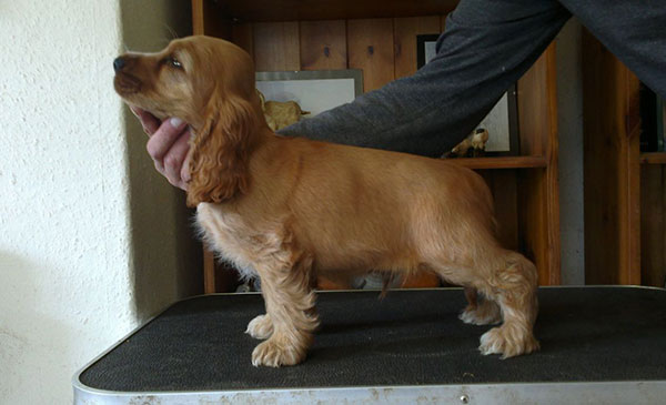 英国可卡犬名字大全集,萌宠狗狗英国可卡犬