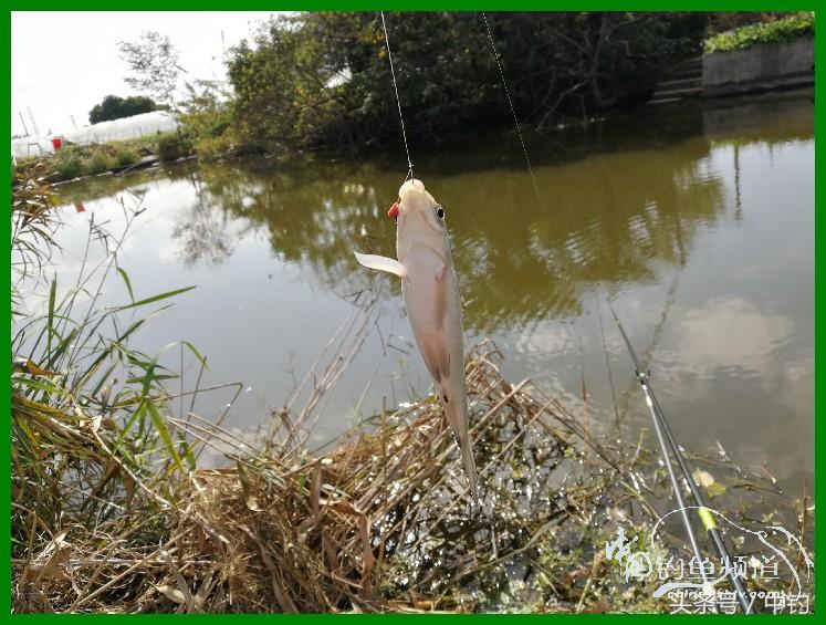 爽钓渔具,爽钓黄金版