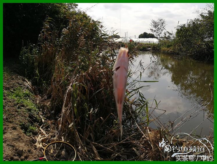 爽钓渔具,爽钓黄金版