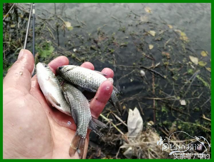 爽钓渔具,爽钓黄金版