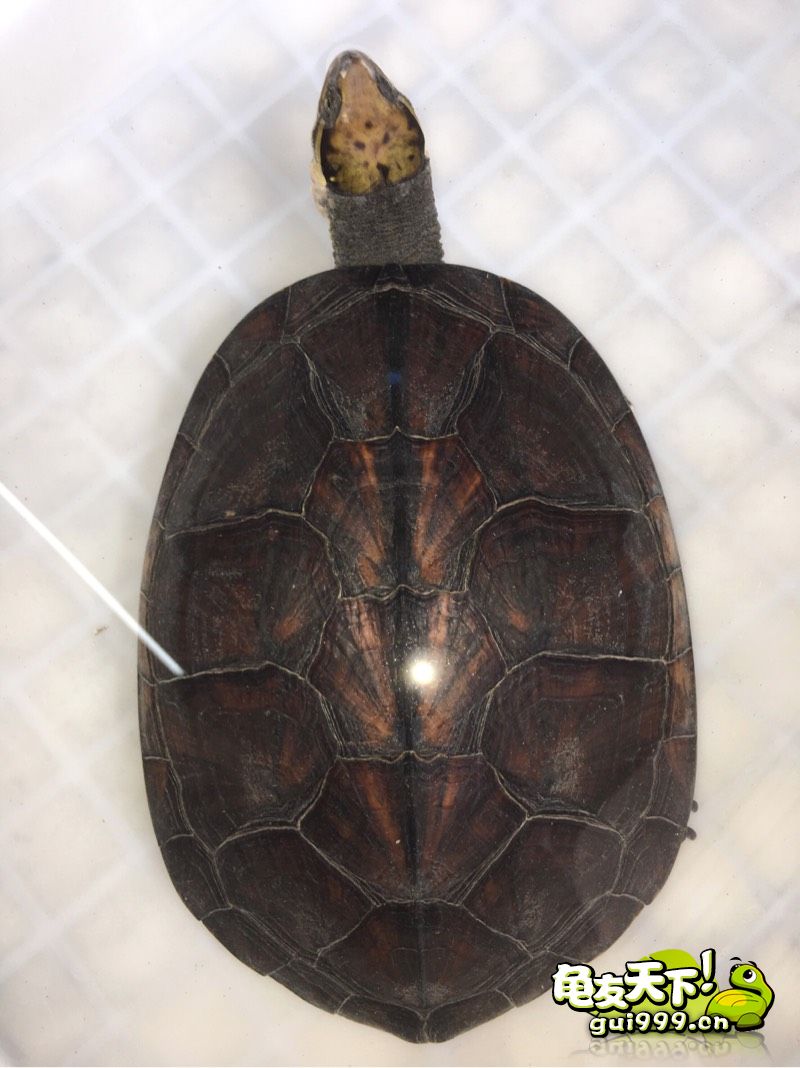 龟市是炒作还是商机好,龟市行情谁操控的