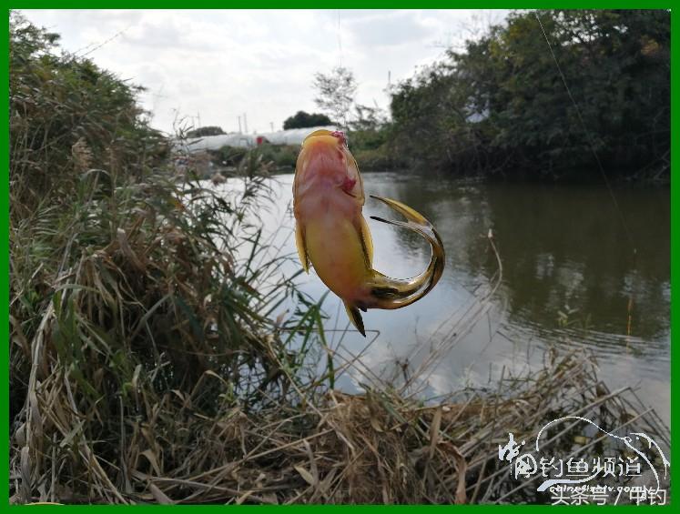 爽钓渔具,爽钓黄金版