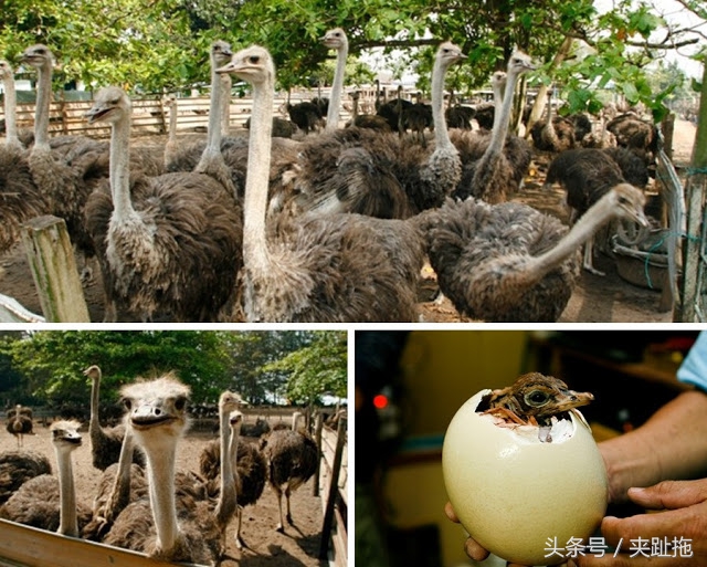 马来西亚乐高主题公园攻略,马来西亚乐高乐园有哪些景点