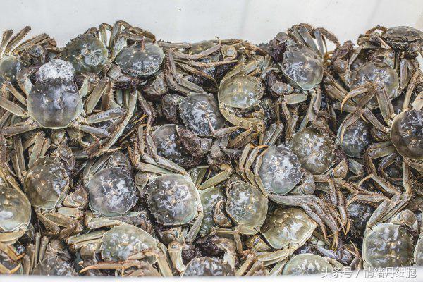 涨知识螃蟹的这几个地方不能吃,吃什么螃蟹不能吃什么
