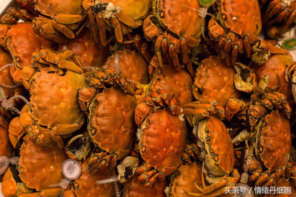 涨知识螃蟹的这几个地方不能吃,吃什么螃蟹不能吃什么