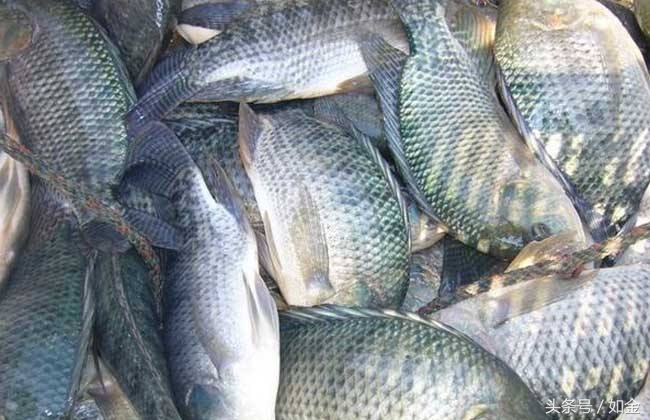 告诉你个懒人养鱼收益高的方法,简述养鱼的基本模式及其发展方向