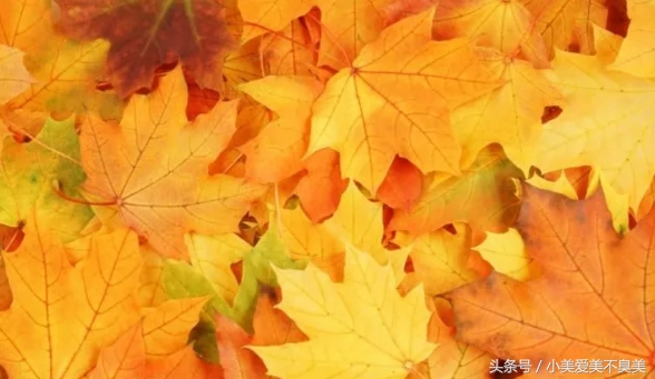 平价又绝美的眼影盘,好看又平价的秋冬眼影盘