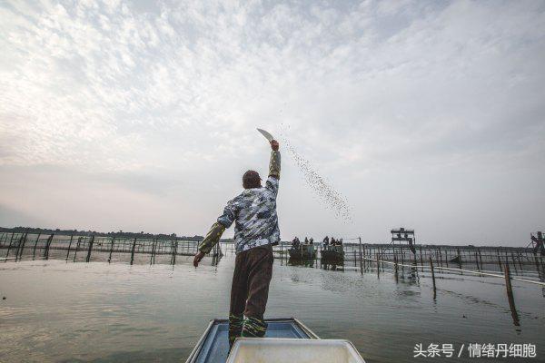 涨知识螃蟹的这几个地方不能吃,吃什么螃蟹不能吃什么