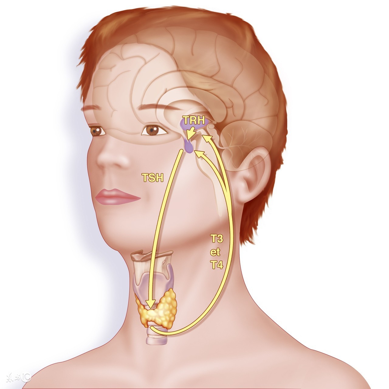 最近总是掉头发教你五招改善脱发,头发脱发发黄和缺钙有关系吗