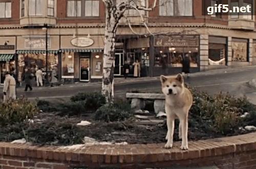 一只狗感动到哭的视频,一只狗看电影看哭了