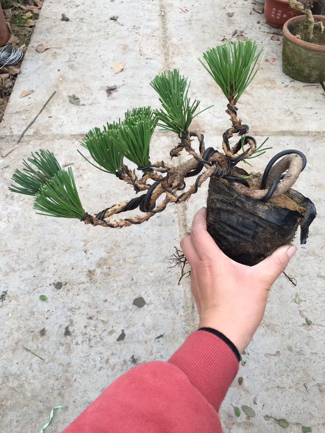 盆景黑松的造型及样品,人工培养近10年的小黑松盆景造型