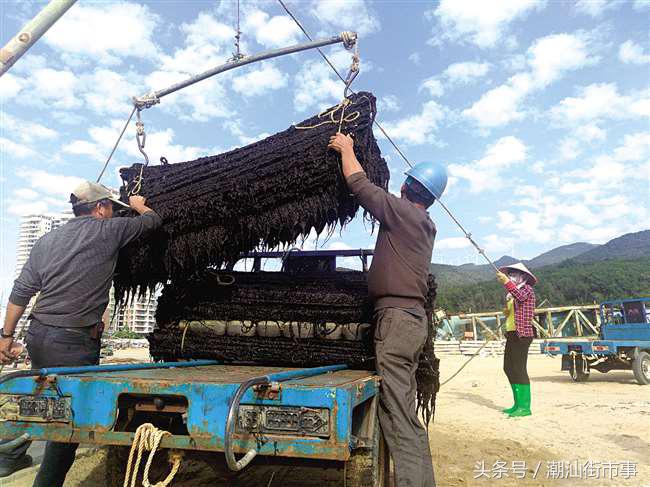 饶平紫菜和南澳紫菜,南澳紫菜和霞浦紫菜哪个好