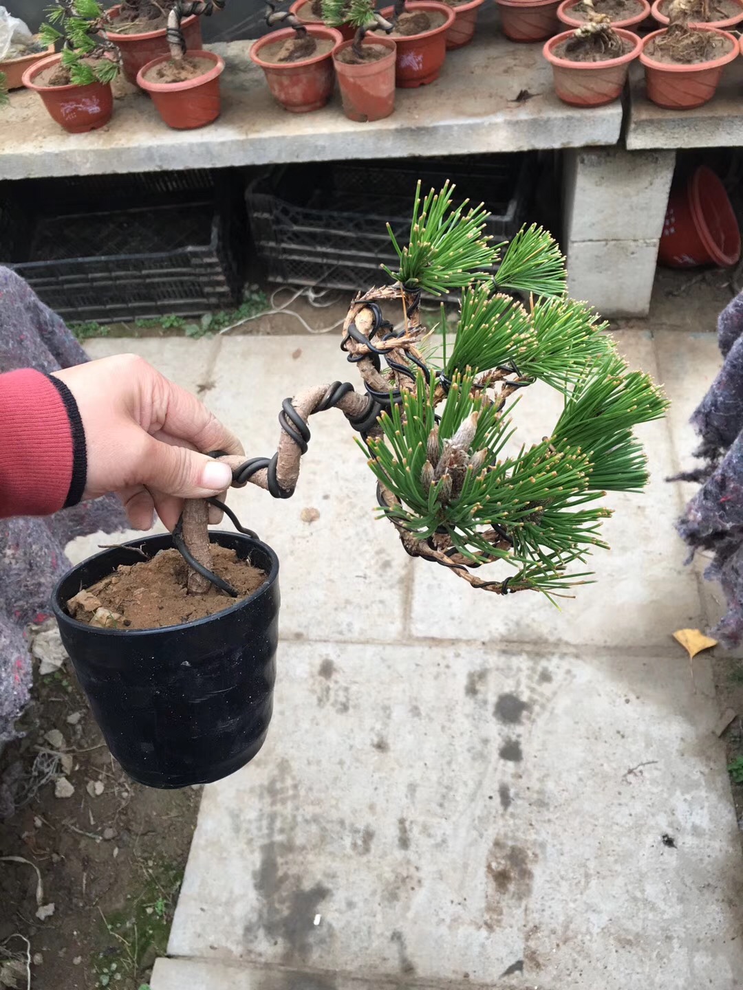 盆景黑松的造型及样品,人工培养近10年的小黑松盆景造型