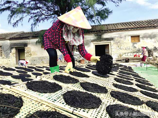 饶平紫菜和南澳紫菜,南澳紫菜和霞浦紫菜哪个好