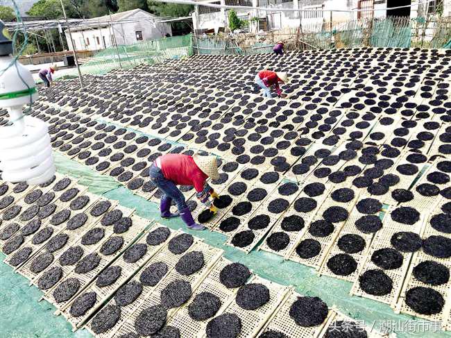 饶平紫菜和南澳紫菜,南澳紫菜和霞浦紫菜哪个好