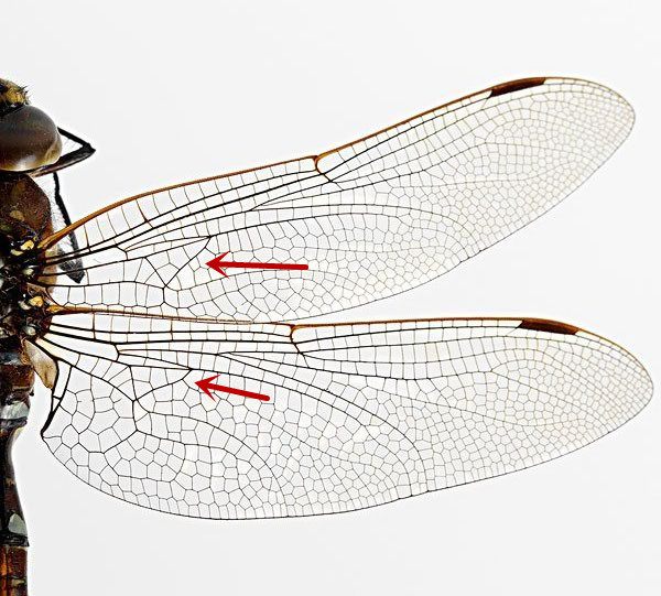 大蜓和蜻蜓区别,蜻蜓的蜻和蜓怎么区分