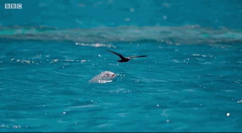 大卫爱登堡60年,大卫爱登堡中国