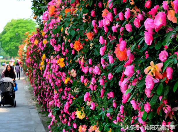 藤本红龙沙宝石爬墙月季,藤本月季放楼顶往下爬墙可以吗