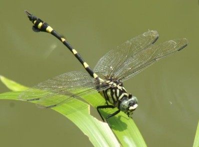 大蜓和蜻蜓区别,蜻蜓的蜻和蜓怎么区分