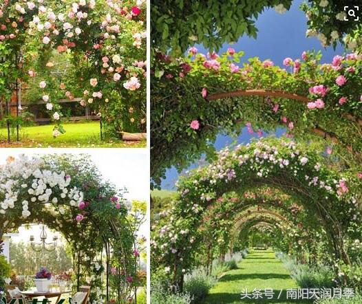 藤本红龙沙宝石爬墙月季,藤本月季放楼顶往下爬墙可以吗