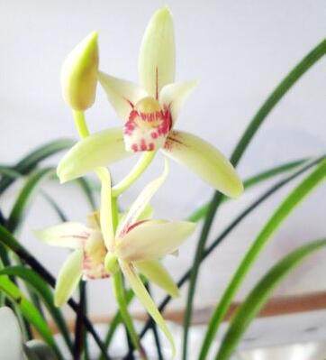 君子兰花怎么养才能开花多,盆养的君子兰叶片有长有短