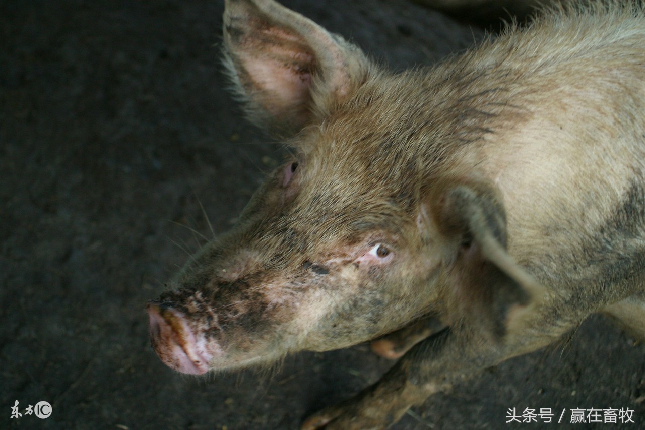 母猪洗澡5个新思路，3个切记，至少8成养殖户没有做到位！