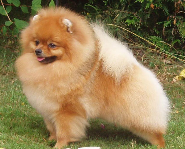 每日一读狗狗品种罗威纳犬,每日一读毛选