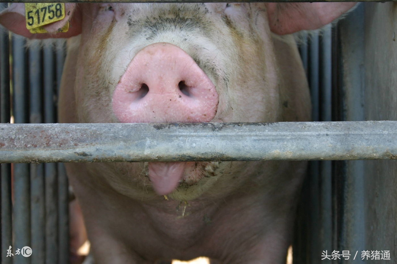 如何减少母猪上产床应激,母猪不用产床怎样预防压仔