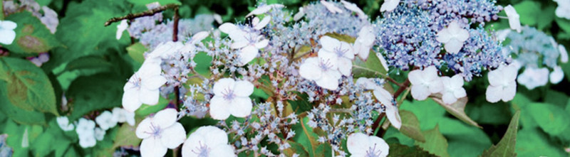 pola是日本四大化妆品牌之一,日本pola全套护肤品价格表