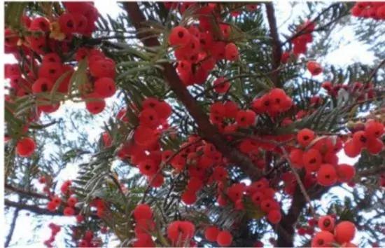 红豆杉盆栽如何介绍,红豆杉盆景教程