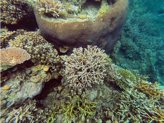 帕劳自由行,帕劳自由行最新攻略