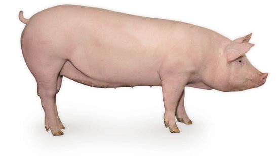 养猪场的母猪比例是多少,你对工厂的设备设施了解多少