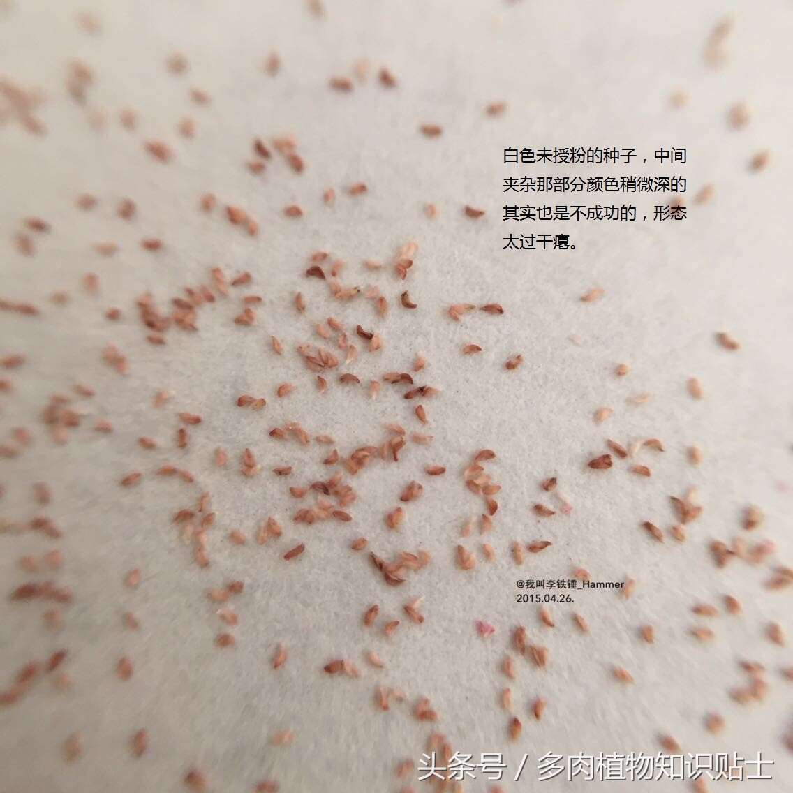 多肉种子有假的吗,多肉种子鉴别