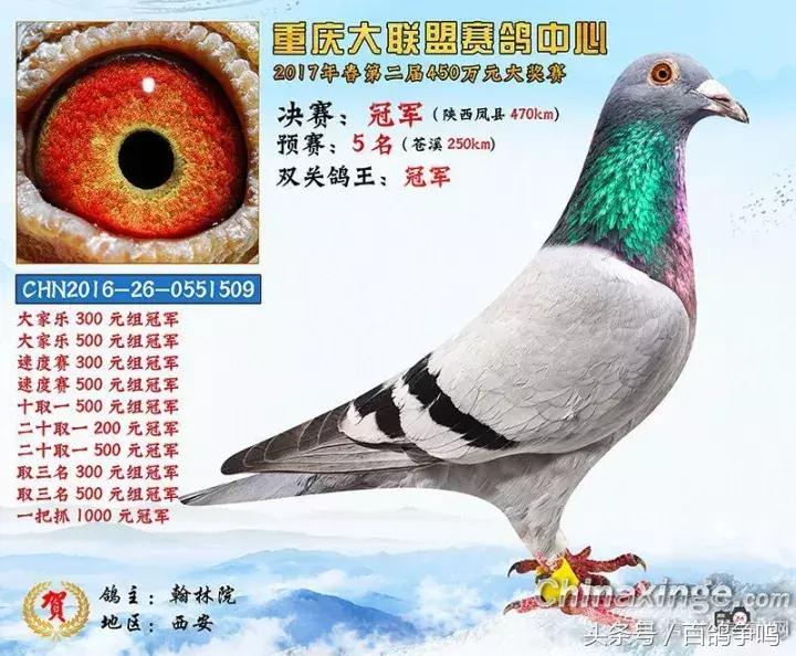 胡刚赛鸽,胡刚说鸽定棚鸽最新视频