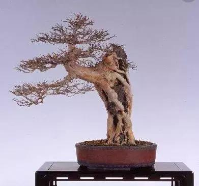 榆树盆景冬天在室内落叶吗,落叶盆景冬天怎么养护