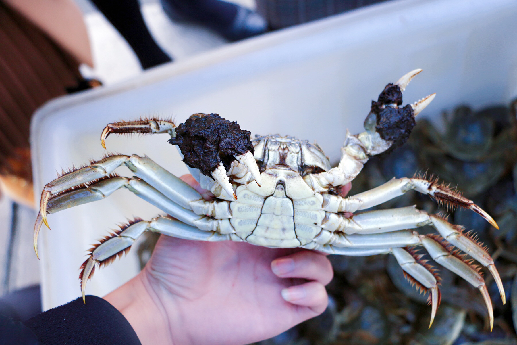 鑻忓窞闃虫緞婀栫編鍛崇壒浜уぇ闂歌煿,鑻忓窞鍚冮槼婢勬箹澶ч椄锜圭殑閰掑簵鎺ㄨ崘